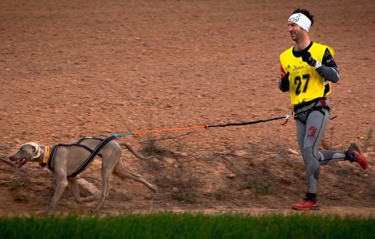 Cuatro perros ideales para el running