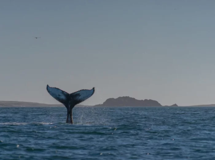 Patagonia Azul es uno de los lugares preferidos por los turistas para observar ballenas