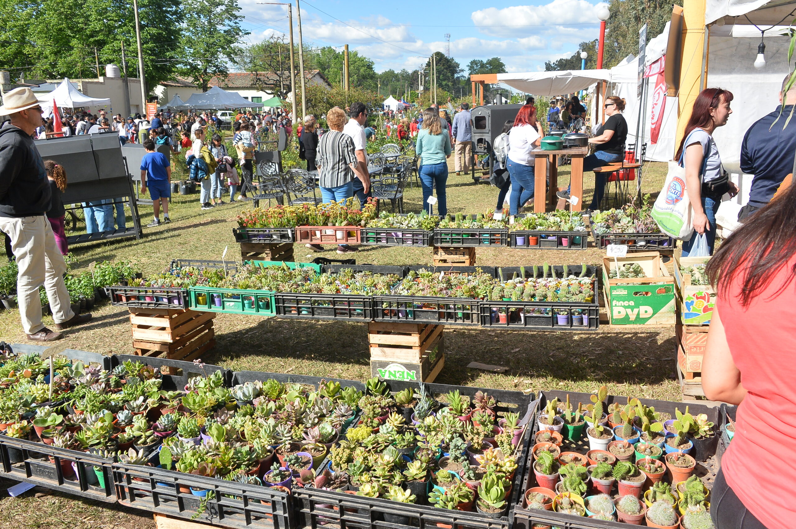 Expo Cactus: la fiesta verde