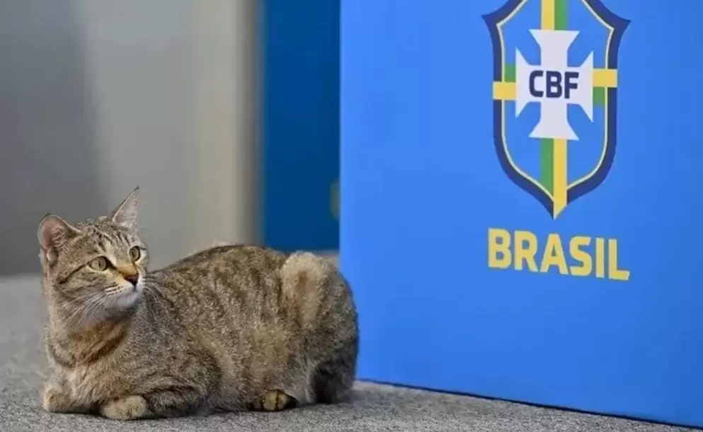 La «maldición del gato» volvió a golpear a Brasil tras otro fracaso histórico