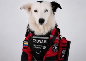 tsunami